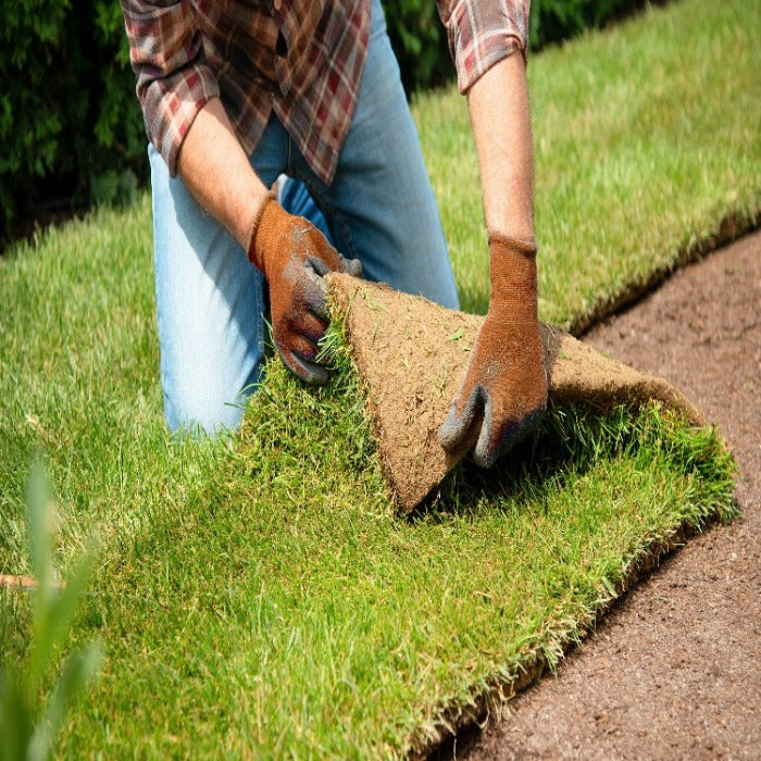 Sod - Bluegrass